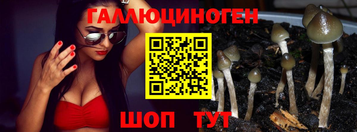 Псилоцибиновые грибы Psilocybe Рузаевка